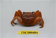 藏品(白紋方蟹)的圖片